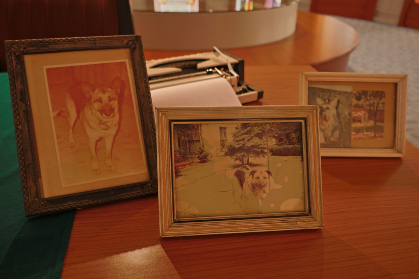 Masanın üzerinde çerçeveler içinde köpek fotoğrafları